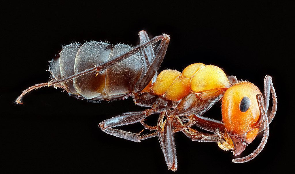 Ant Control service in Lake Havasu City, AZ