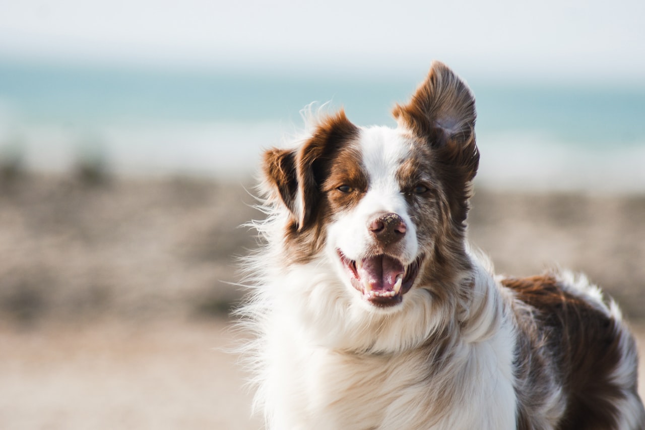 Flea & Tick Control service in Lake Havasu City, AZ