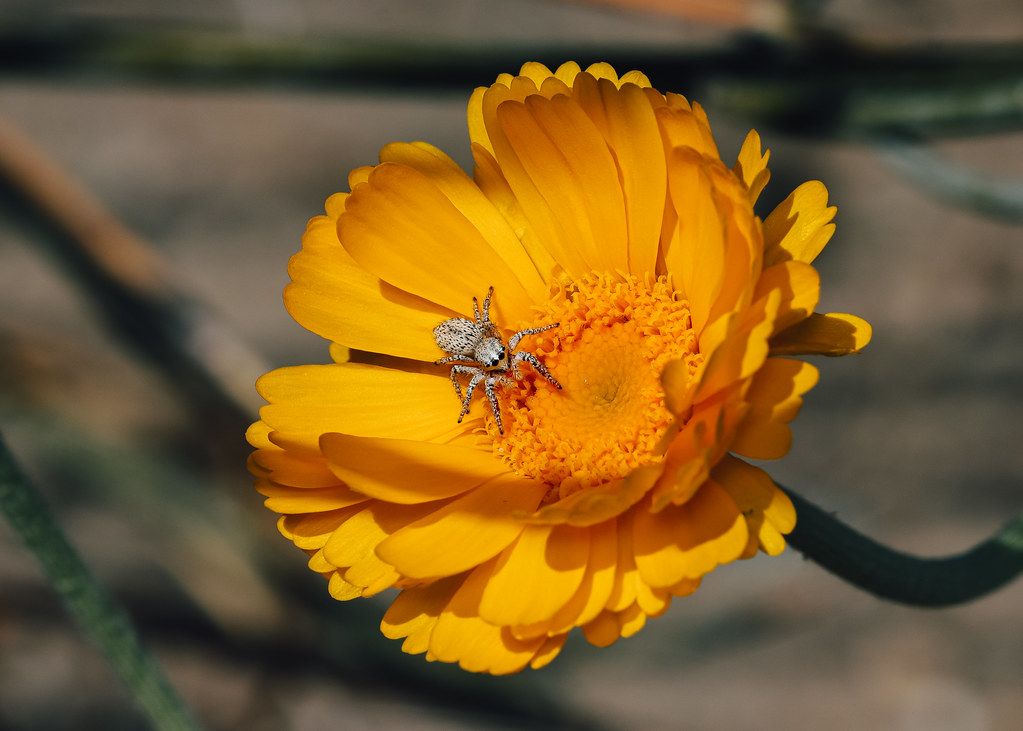 Spider Control service in Lake Havasu City, AZ